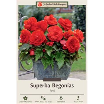 Begonia, Superba 'Red'