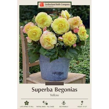 Begonia, Superba 'Yellow'