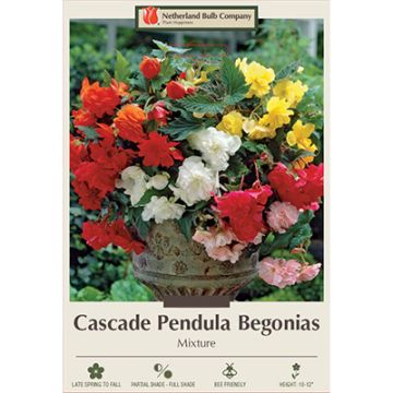 Begonia, Cascade Pendula Mix