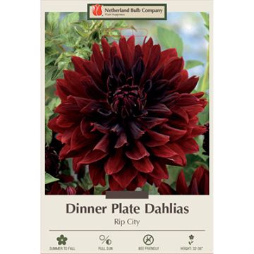 Dahlia, Dinner Plate 'Rip City'