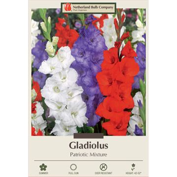 Gladiolus 'Patriotic Mixture'