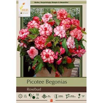 Begonia, Picotee 'Rosebud'