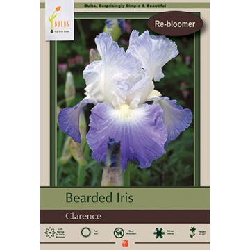 Iris, Bearded Iris 'Clarence'