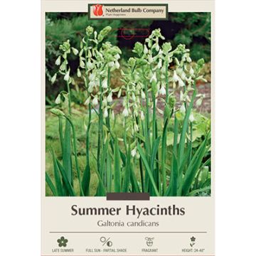 Galtonia, Summer Hyacinth