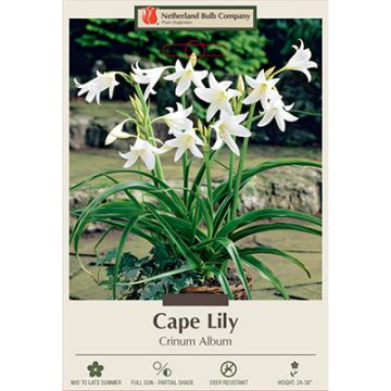 Crinum, Cape Lily 'Album'