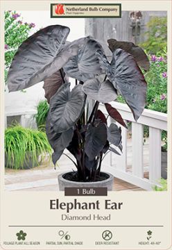 Colocasia, Elephant Ear 'Diamond Head'