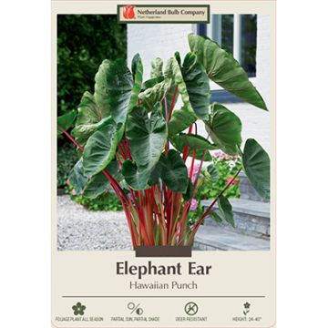 Colocasia, Elephant Ear 'Hawaiian Punch'