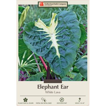 Colocasia, Elephant Ear 'White Lava'