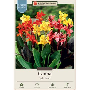 Canna, Tall Cannas Tall Blend