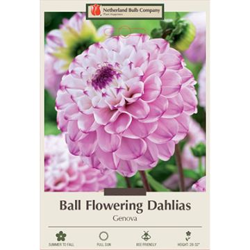 Dahlia, Ball 'Genova'