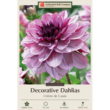 Dahlia, Decorative 'Créme de Cassis'