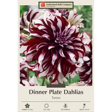 Dahlia, Dinner Plate 'Tartan'