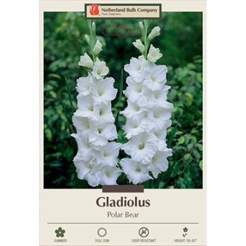 Gladiolus, Large Flowering 'Polar Bear'