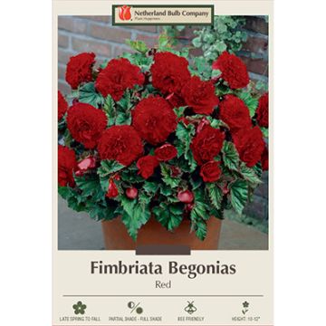 Begonia, Fimbriata 'Red'