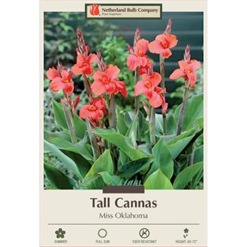 Canna, Tall Cannas 'Miss Oklahoma'