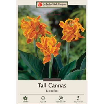 Canna, Tall Cannas 'Taroudant'