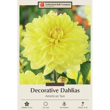 Dahlia, Decorative 'American Sun'