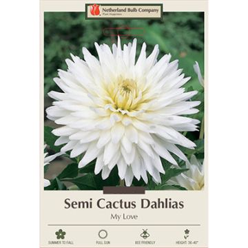 Dahlia, Cactus 'My Love'