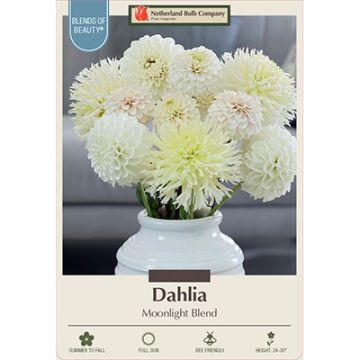 Dahlia 'Moonlight Blend'