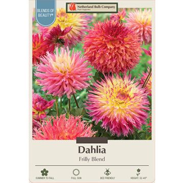 Dahlia 'Frilly Blend'