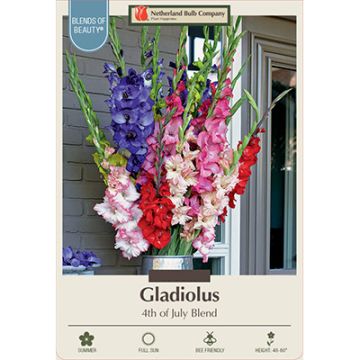 Gladiolus '4th of July Blend'