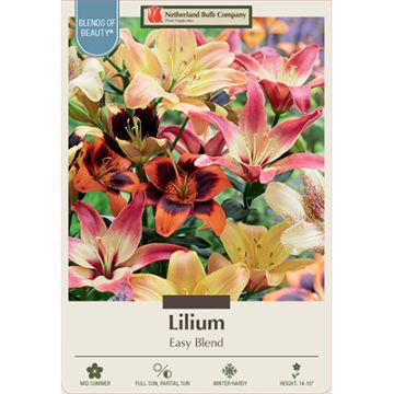 Lilium 'Easy Blend'