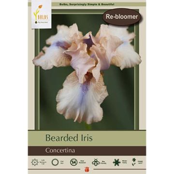 Iris, Bearded Iris 'Concertina'