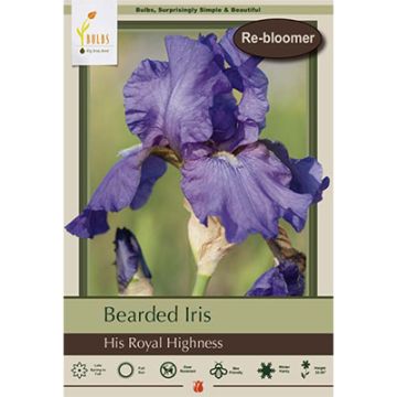 Iris, Bearded Iris 'His Royal Highness'