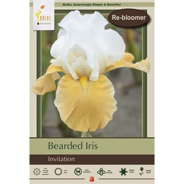 Iris, Bearded Iris 'Invitation'