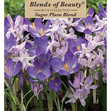 All Fall Bulbs, Blends of Beauty 'Sugar Plum'