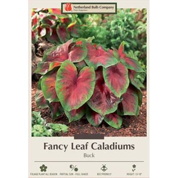 Caladium, Fancy Leaf 'Buck'