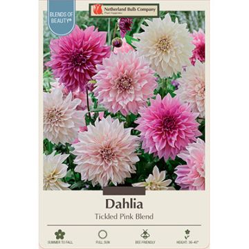 Dahlia 'Tickled Pink Blend'