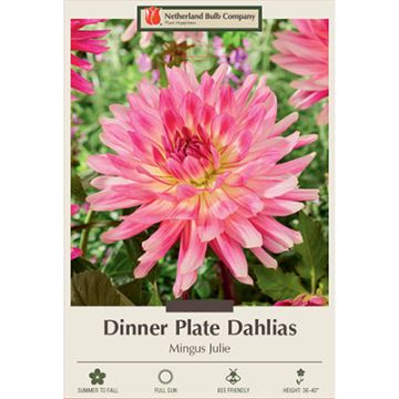 Dahlia, Dinner Plate 'Mingus Julie'