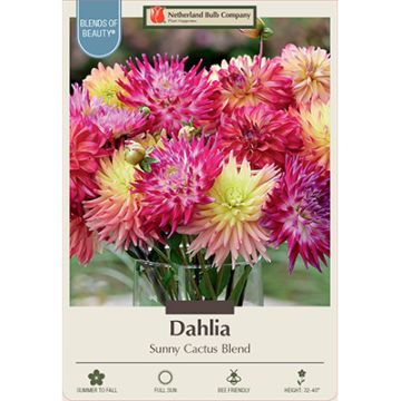 Dahlia 'Sunny Cactus Blend'