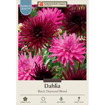 Dahlia, Cactus 'Black Diamond Blend'