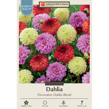 Dahlia 'Decorative Dahlia Blend'