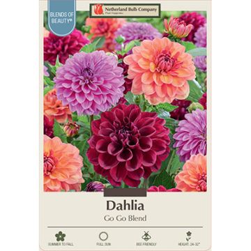 Dahlia 'Go Go Blend'