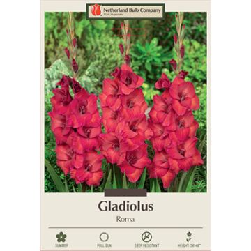 Gladiolus, Large Flowering 'Roma'