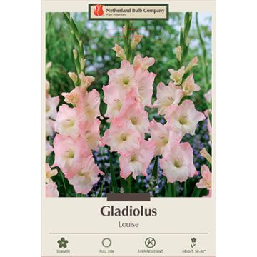 Gladiolus, Large Flowering 'Louise'