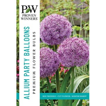 Allium, Giant Allium 'Party Balloons'