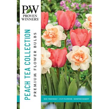 All Fall Bulbs, Proven Winners 'Peach Tea'