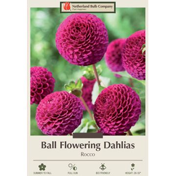 Dahlia, Ball 'Rocco'