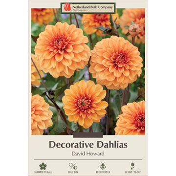 Dahlia, Decorative 'David Howard'