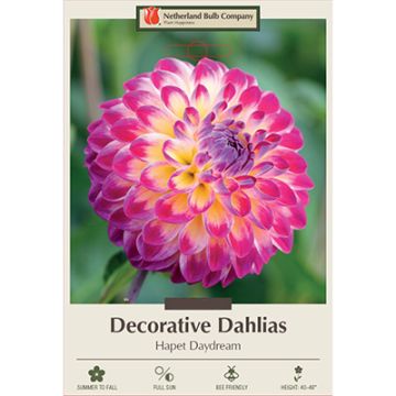 Dahlia, Decorative 'Hapet Daydream'