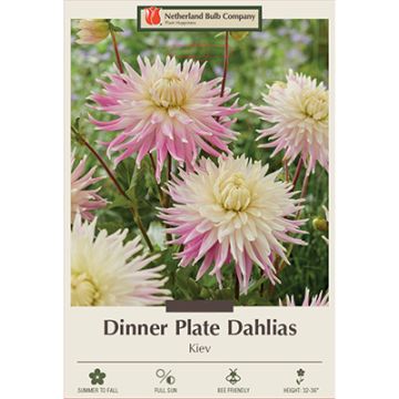 Dahlia, Dinner Plate 'Kiev'