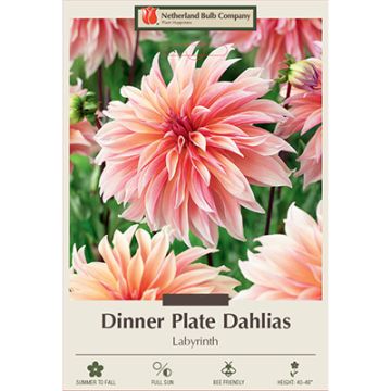 Dahlia, Dinner Plate 'Labyrinth'