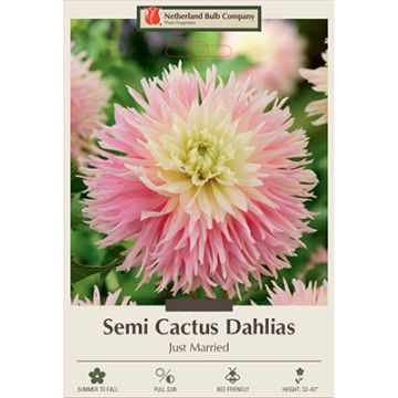 Dahlia, Cactus 'Just Married'