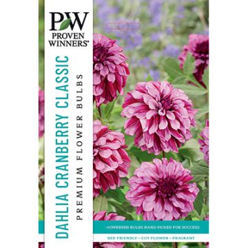 Dahlia, Decorative 'Cranberry Classic' 