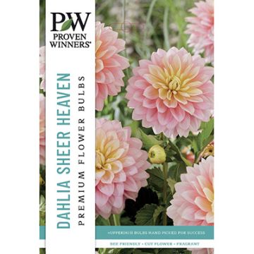 Dahlia, Decorative 'Sheer Heaven'