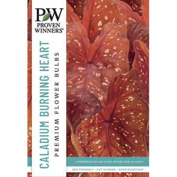 Caladium, Heart to Heart® 'Burning Heart'